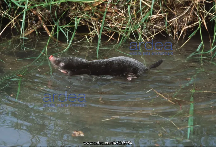: European / Common MOLE - Swimming in river : European / Common MOLE - Swimming in river