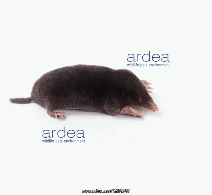 : European / Common MOLE - on white background : European / Common MOLE - on white background