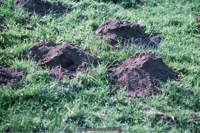 : European / Common MOLEHILLS in field : European / Common MOLEHILLS in field