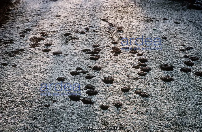 : European / Common MOLEHILLS in frost : European / Common MOLEHILLS in frost