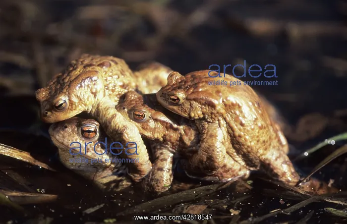: European Common Toads - mating : European Common Toads - mating