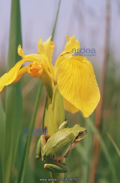 : European / Common TREEFROG - on yellow Flag / yellow IRIS : European / Common TREEFROG - on yellow Flag / yellow IRIS