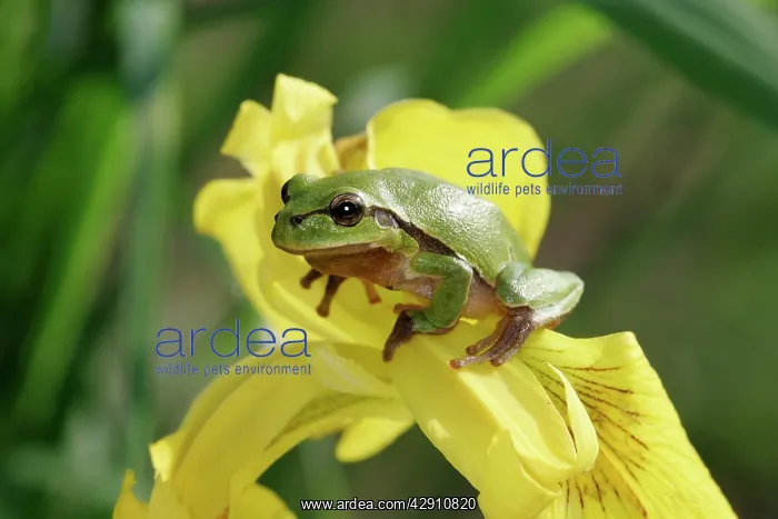 : European / Common TREEFROG - on yellow iris / yellow flag : European / Common TREEFROG - on yellow iris / yellow flag