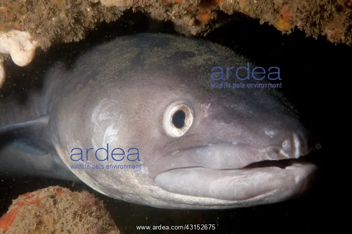 : European Conger : European Conger