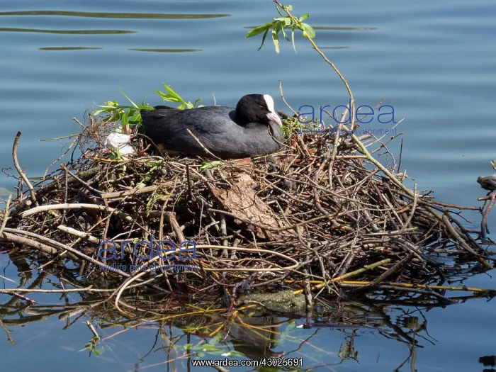  : European Coot