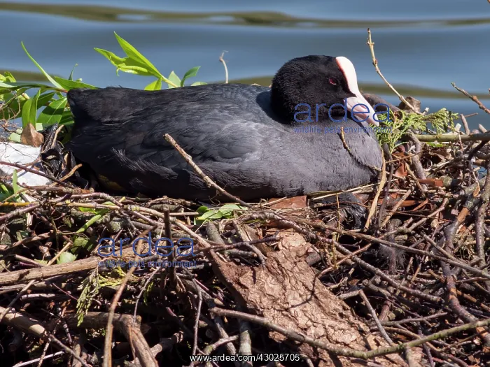 : European Coot