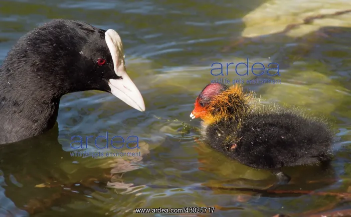  : European Coot