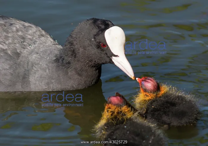  : European Coot