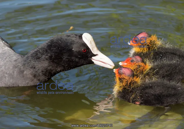  : European Coot