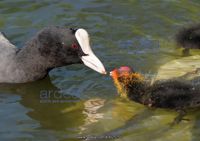  : European Coot