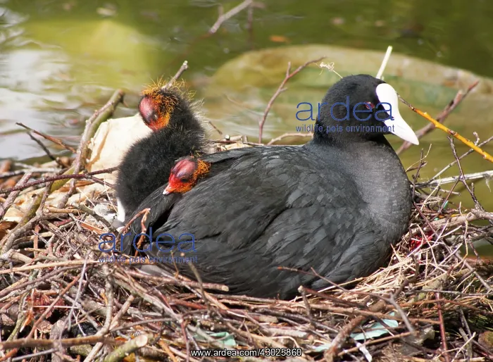 : European Coot adult on nest with chicks urban pond : European Coot adult on nest with chicks urban pond