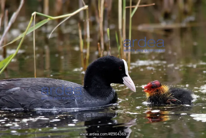 : European Coot - with chick : European Coot - with chick