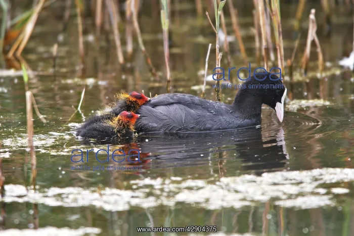 : European Coot - with chicks : European Coot - with chicks