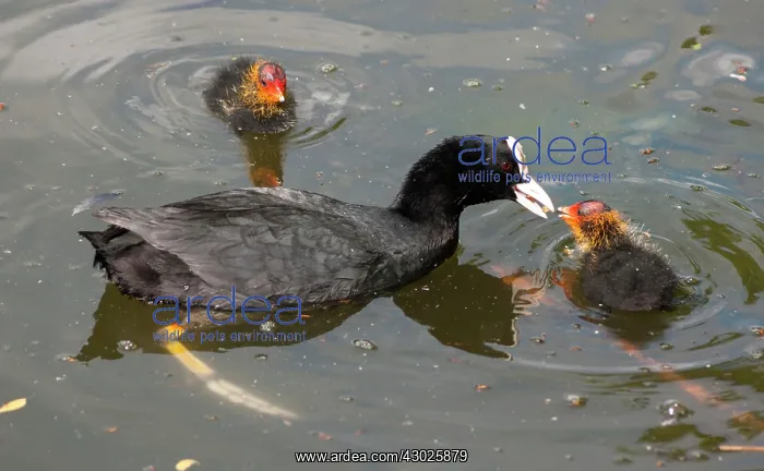 : European Coot chicks being fed pond snails urban pond : European Coot chicks being fed pond snails urban pond