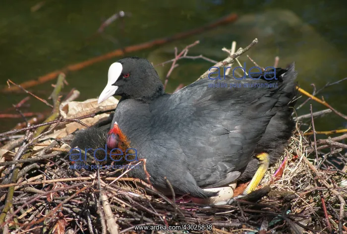  : European Coot on nest with eggs & chick urban pond