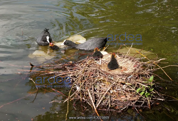: European Coot parents feeding chicks beside nest : European Coot parents feeding chicks beside nest