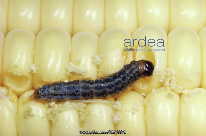 : European Corn Borer : European Corn Borer