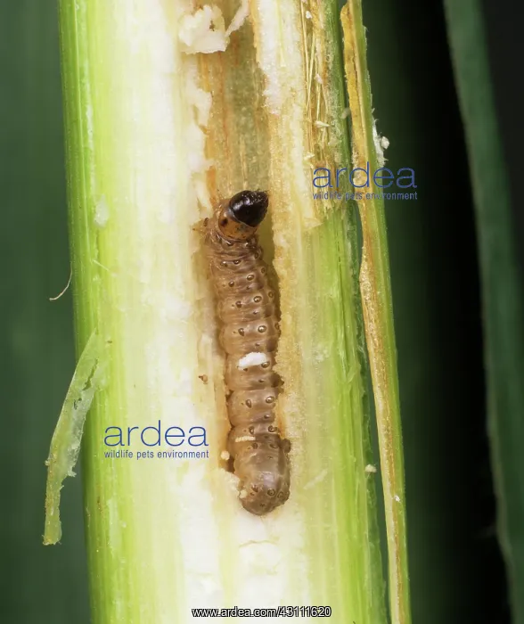 : European corn borer caterpillar : European corn borer caterpillar