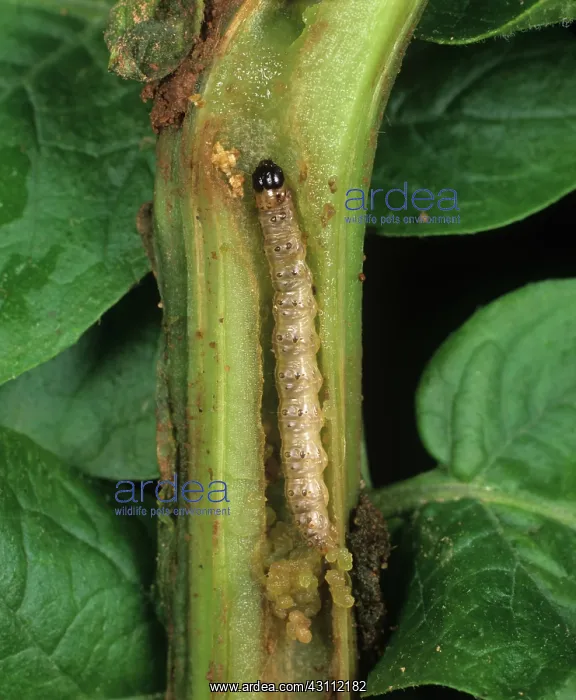  : European corn borer caterpillar