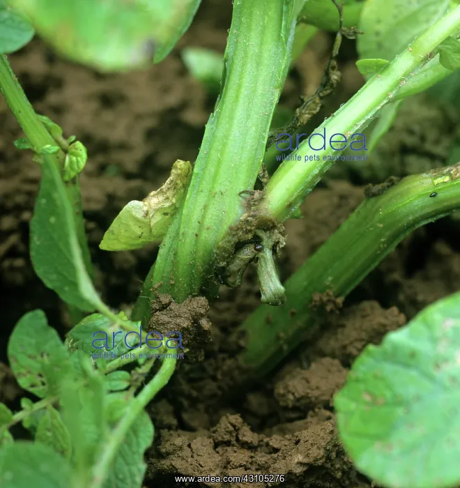 : European corn borer damage : European corn borer damage