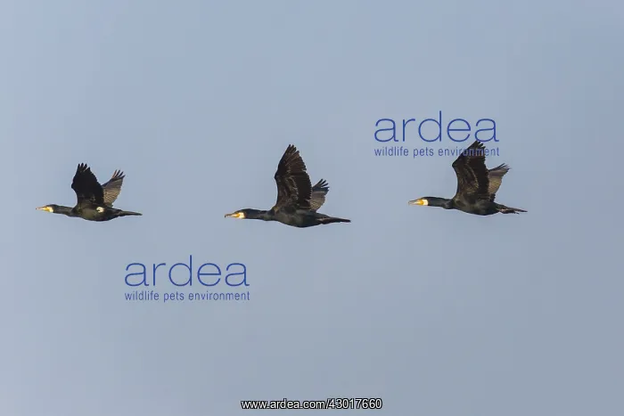 : European Corrmorant - three in flight, Island of : European Corrmorant - three in flight, Island of