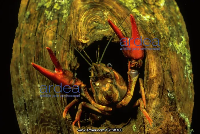 : European Crayfish (Astacus astacus) looks from root : European Crayfish (Astacus astacus) looks from root