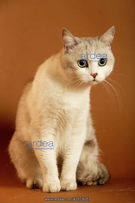  : European cream shorthair cat - sitting