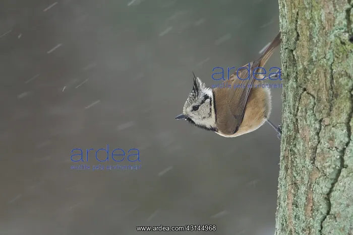 : European Crested Tit : European Crested Tit