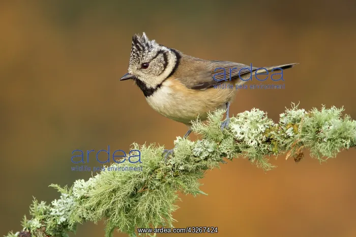 : European Crested Tit - adult perched on a branch : European Crested Tit - adult perched on a branch