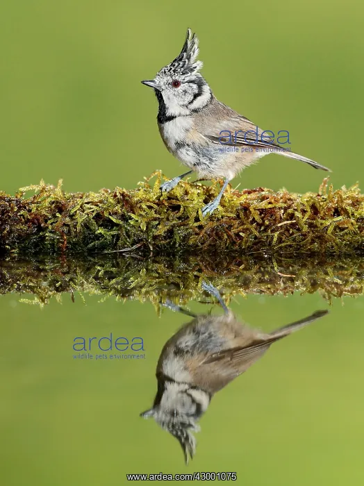: European Crested Tit adult perched on moss with reflection : European Crested Tit adult perched on moss with reflection