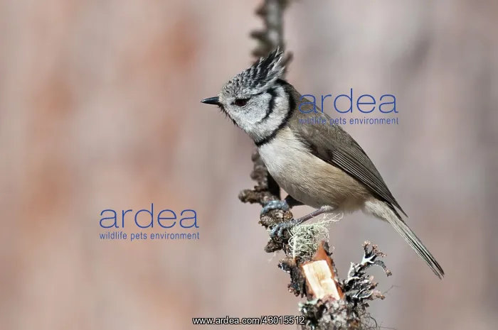  : European Crested Tit on branch