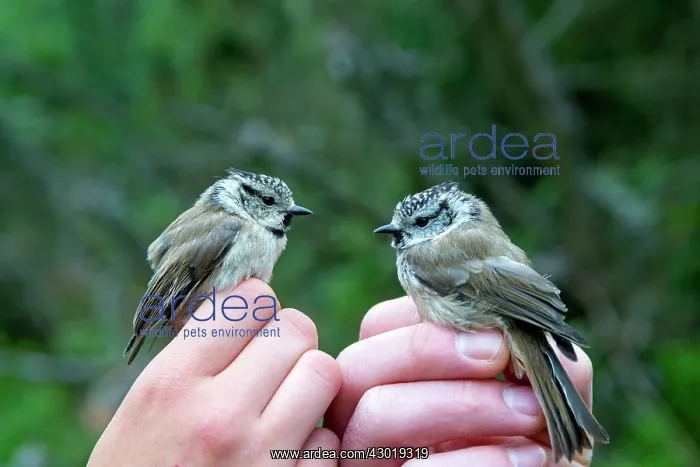 : European Crested Tit in the hand ringing : European Crested Tit in the hand ringing
