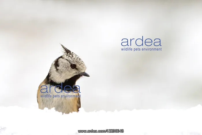 : European Crested Tit (Lophophanes Cristatus) in : European Crested Tit (Lophophanes Cristatus) in