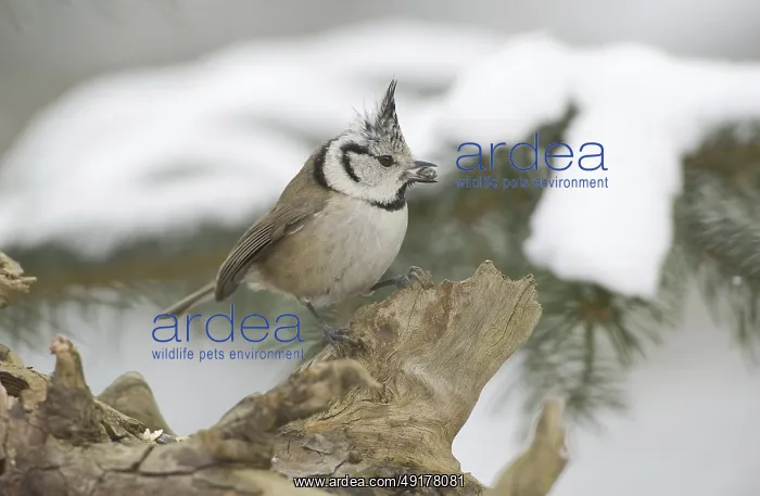 : European Crested Tit (Lophophanes cristatus) : European Crested Tit (Lophophanes cristatus)
