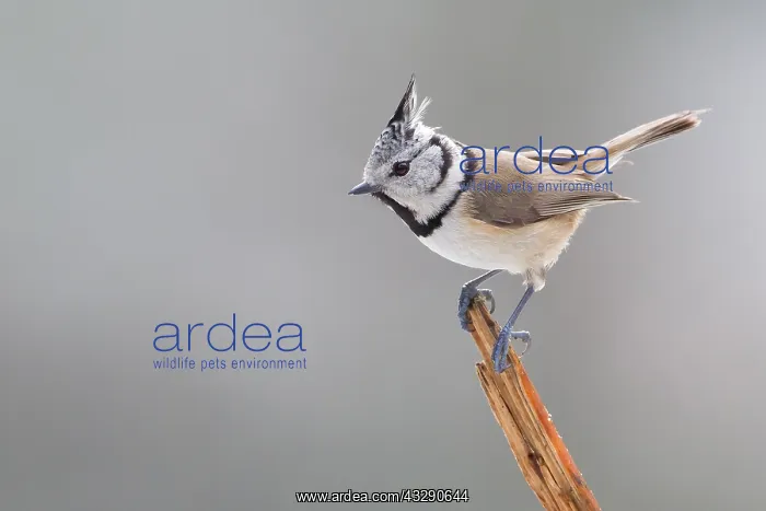: European Crested Tit (Lophophanes Cristatus) cl : European Crested Tit (Lophophanes Cristatus) cl