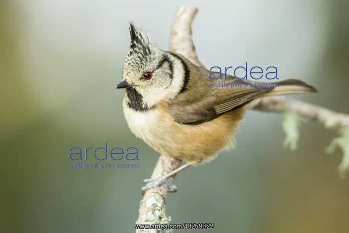 : European Crested Tit perched on branch : European Crested Tit perched on branch