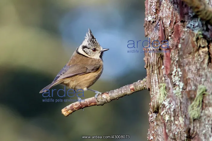 : European Crested Tit perched on branch Allariz : European Crested Tit perched on branch Allariz