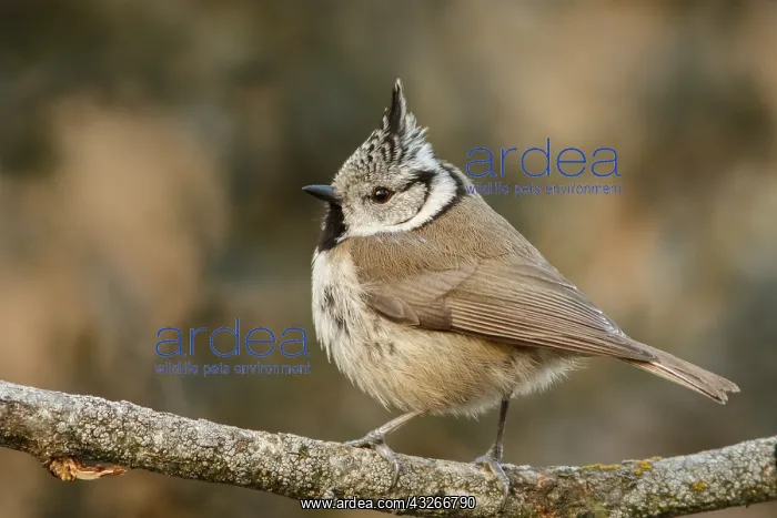 : European Crested Tit - perched on a branch - Cantalejo : European Crested Tit - perched on a branch - Cantalejo