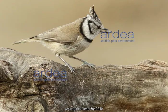 : European Crested Tit - perched on a branch - Catile : European Crested Tit - perched on a branch - Catile