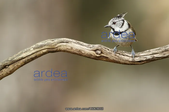 : European Crested Tit - perched on a branch - Catile : European Crested Tit - perched on a branch - Catile