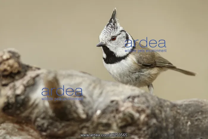 : European Crested Tit - perched on a branch - Catile : European Crested Tit - perched on a branch - Catile
