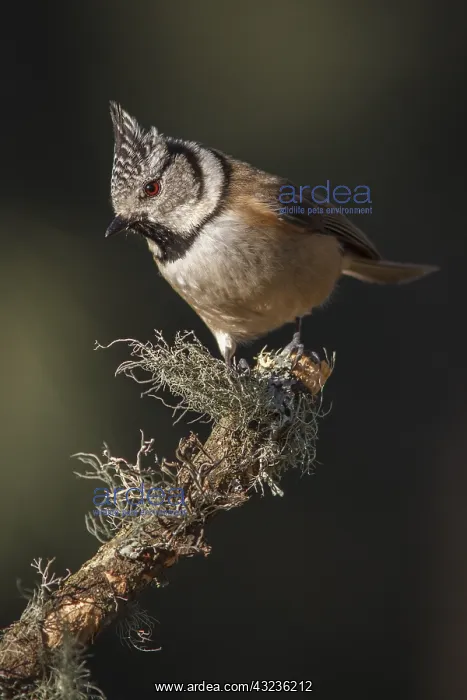  : European Crested Tit perched on a branch Galicia Spain