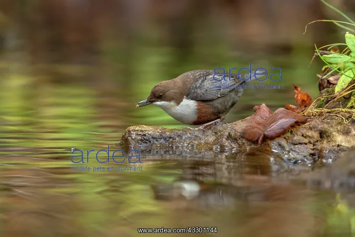 : European dipper - adult dipper sitting on a rock in a brook : European dipper - adult dipper sitting on a rock in a brook