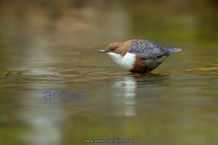 : European dipper - adult dipper sitting on a twig in a brook : European dipper - adult dipper sitting on a twig in a brook