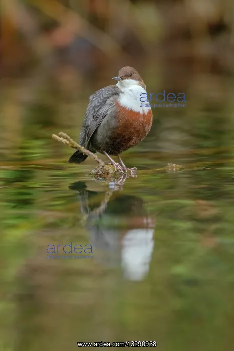 : European dipper - adult dipper sitting on a twig in a brook : European dipper - adult dipper sitting on a twig in a brook