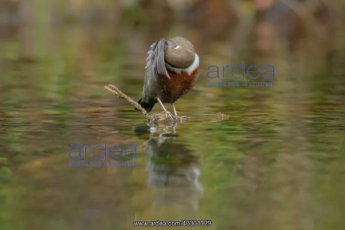 : European dipper - adult dipper sitting on a twig in a brook : European dipper - adult dipper sitting on a twig in a brook