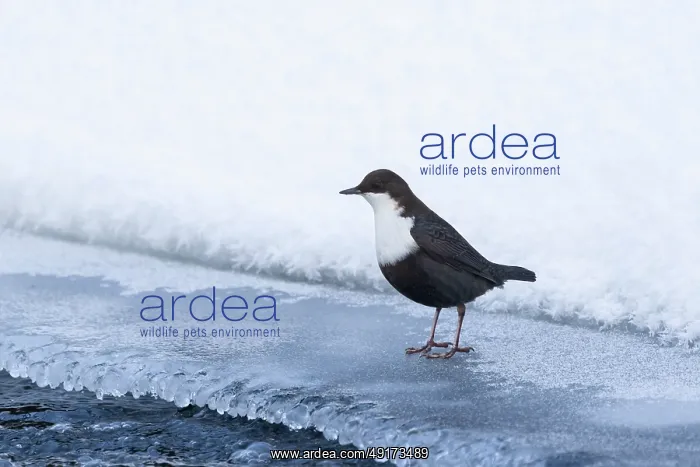 : European Dipper ice : European Dipper ice