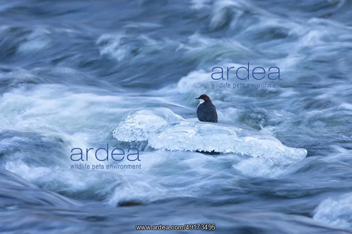 : European Dipper ice : European Dipper ice