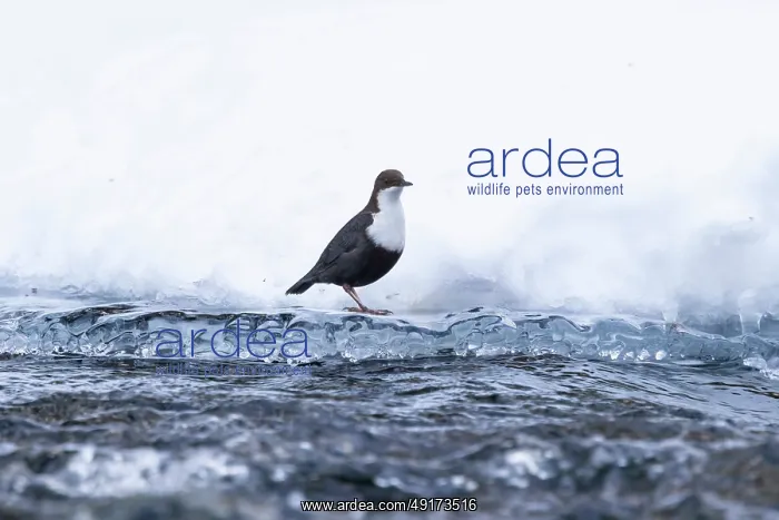 : European Dipper ice : European Dipper ice