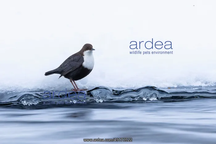 : European Dipper ice : European Dipper ice
